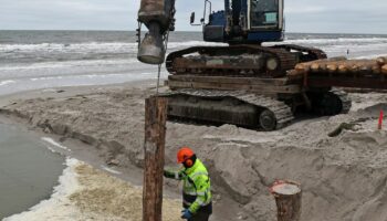 Die Holzpfähle - sogenannte Buhnen - sind drei bis acht Meter lang. Foto: Bernd Wüstneck/dpa