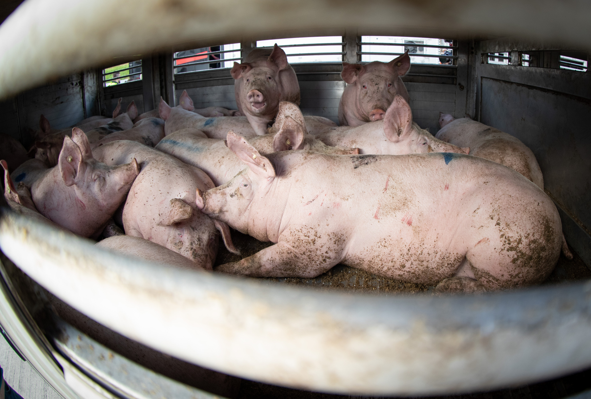 L'A31 coupée: Un camion transportant des cochons bascule sur l'autoroute