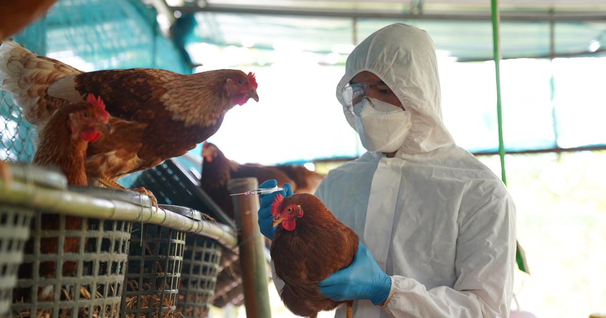 La grippe aviaire, une menace pour la santé humaine, selon des experts