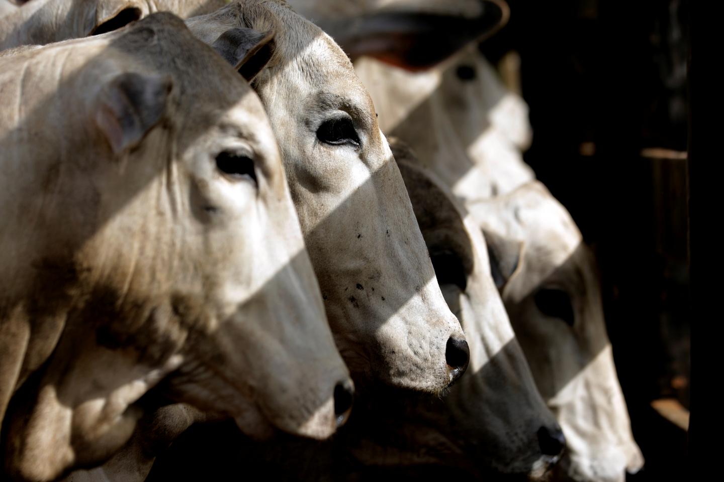 La « vache zébu », un bovin brésilien convoité par les producteurs du monde entier pour sa rentabilité