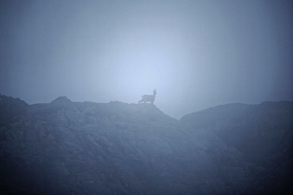 L’abattage en cours de centaines de chamois dans le Doubs suscite une controverse