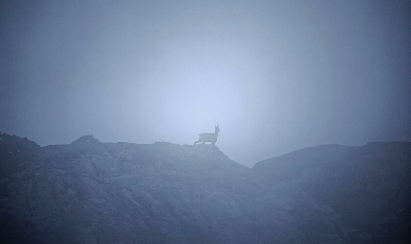 L’abattage en cours de centaines de chamois dans le Doubs suscite une controverse