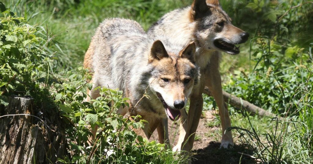 L’avenir du loup est-il menacé en Europe ?