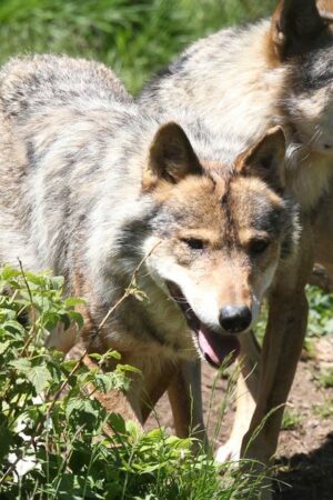 L’avenir du loup est-il menacé en Europe ?