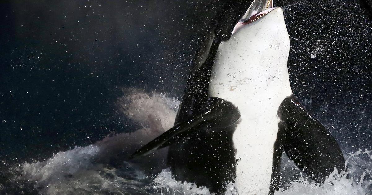 Le Marineland d’Antibes, grandeur et décadence d’un parc animalier voué à une inéluctable fermeture