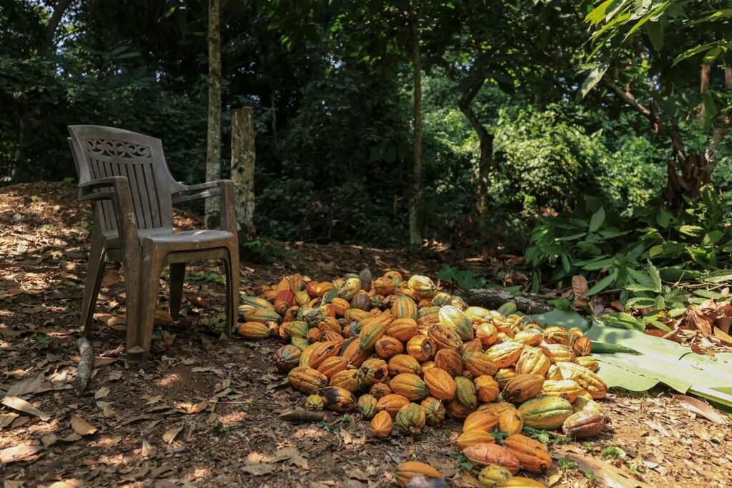 « Le cacao met le feu aux poudres »