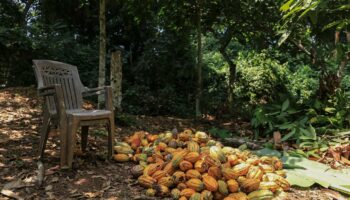 « Le cacao met le feu aux poudres »