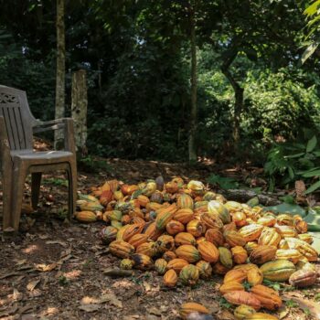 « Le cacao met le feu aux poudres »