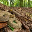 Le crotale fer-de-lance, fragile emblème de la Martinique