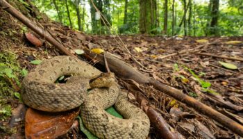 Le crotale fer-de-lance, fragile emblème de la Martinique