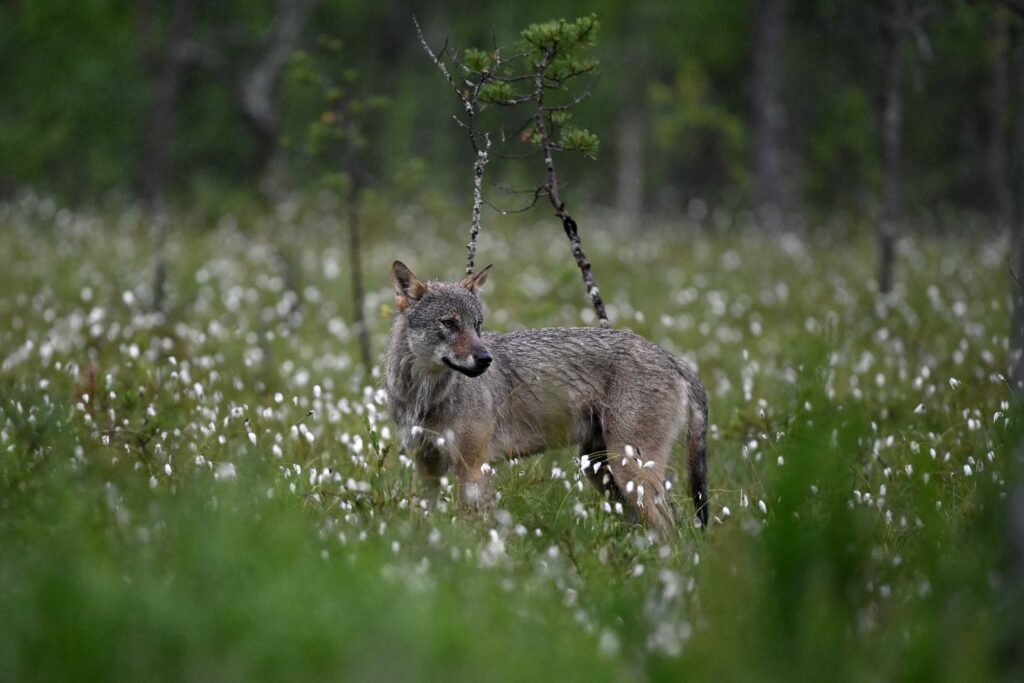 Le loup perd son statut d’espèce « strictement protégée » au sein de la convention de Berne