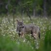 Le loup perd son statut d’espèce « strictement protégée » au sein de la convention de Berne