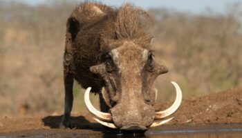 Les animaux qui ont les plus belles défenses en ivoire