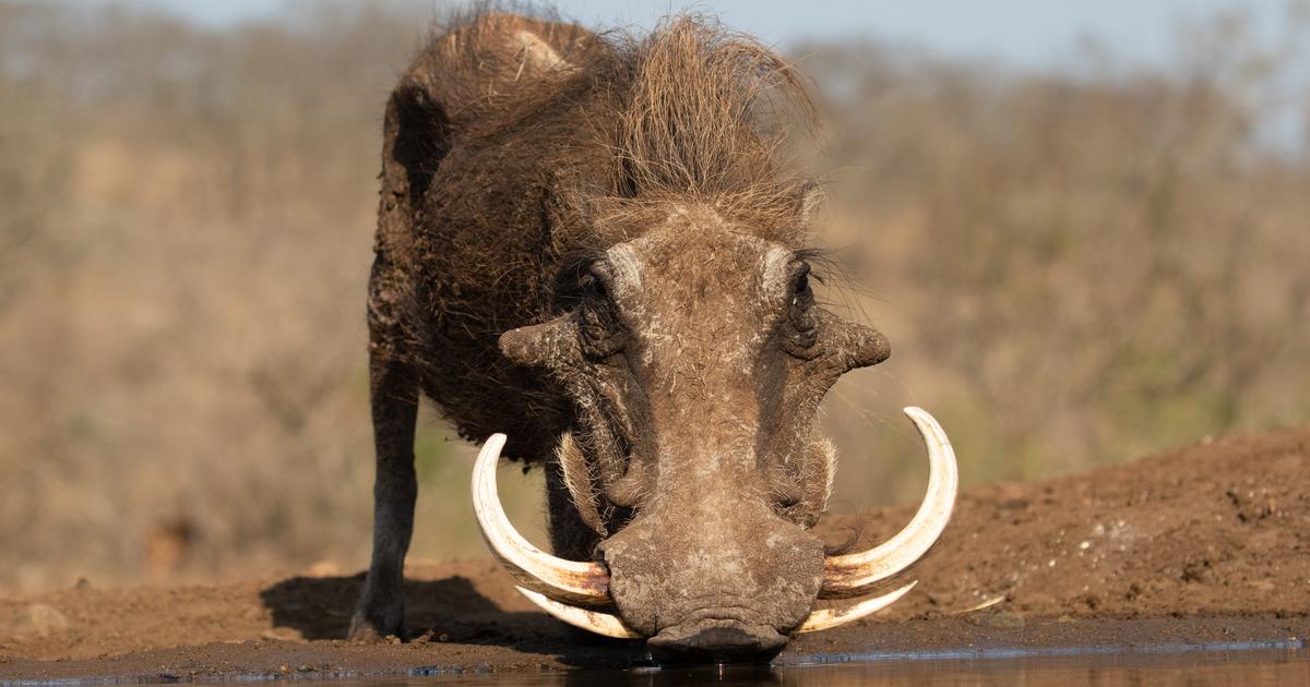 Les animaux qui ont les plus belles défenses en ivoire