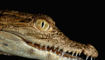 Les écailles du crocodile du Nil secouent les règles de la biologie