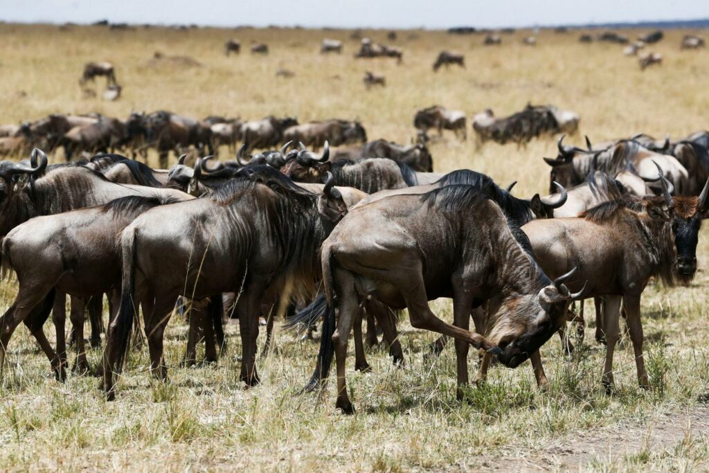 Les effets du dérèglement climatique et de l’homme sur  les migrations animales dans le parc du Serengeti