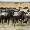 Les effets du dérèglement climatique et de l’homme sur  les migrations animales dans le parc du Serengeti