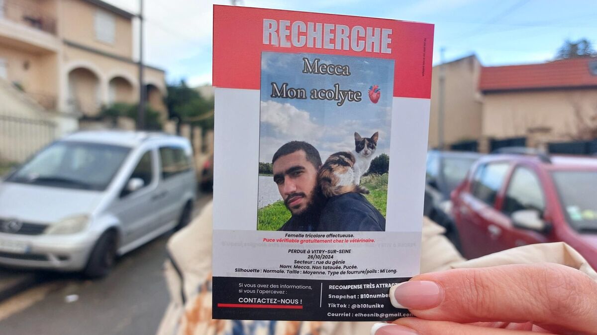 L’incroyable mobilisation pour retrouver le chat Mecca, adopté sur le chemin de La Mecque et disparu à Vitry