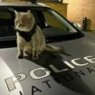 Mais où est passé Marin, le chat policier star d’Instagram adopté par un commissariat de Seine-et-Marne ?