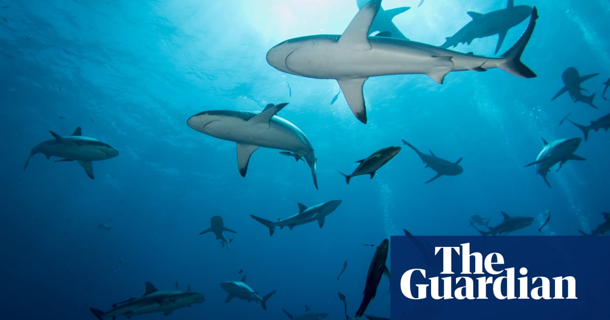 Man dies after shark bite while fishing with family off Queensland coast