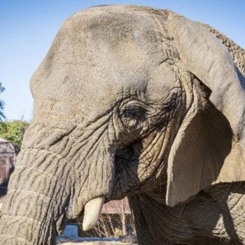 Muere en el Zoo de Barcelona Yoyo, la elefanta más longeva del mundo