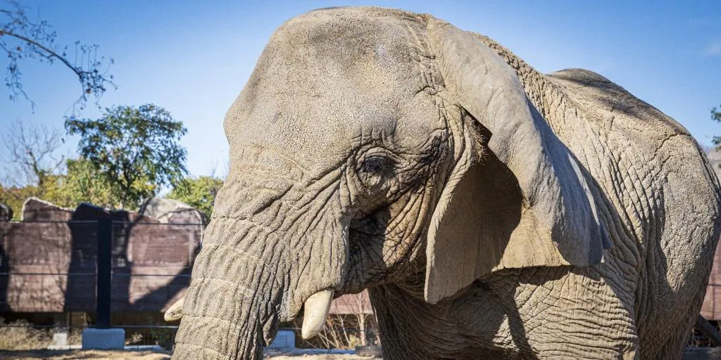 Muere en el Zoo de Barcelona Yoyo, la elefanta más longeva del mundo