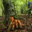 Obus, pollution et «zone rouge»: à Verdun, la nature porte encore les stigmates de la Grande Guerre