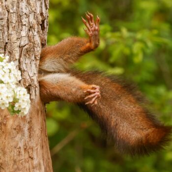 Quand la vie sauvage a de l’humour : notre sélection des plus belles photos animalières