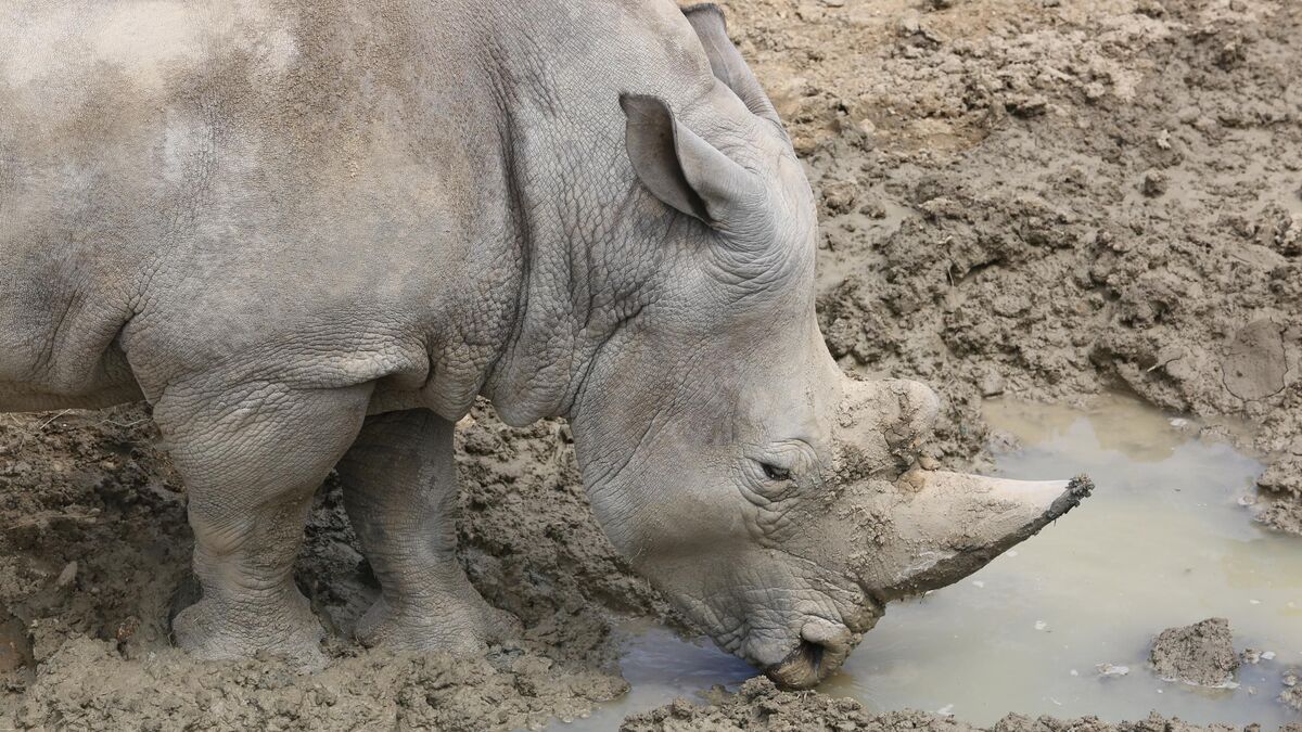 Quatre rhinocéros blancs meurent après avoir bu l’eau d’un lac pollué au Zimbabwe