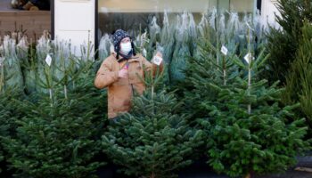 Quel est l’impact carbone de mon sapin de Noël ?