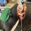 Say ooh-ooh ah-ah! Gorilla gets into the dentist's chair for treatment on agonising tooth abscess