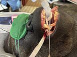 Say ooh-ooh ah-ah! Gorilla gets into the dentist's chair for treatment on agonising tooth abscess