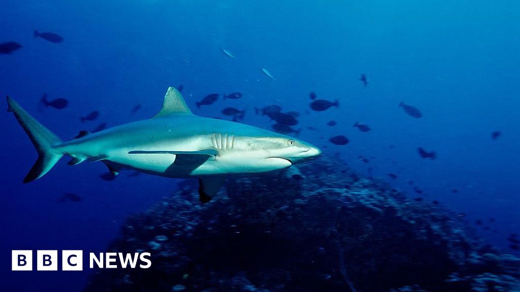 School chaplain killed in shark attack on Australia's Great Barrier Reef