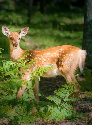 School worker fired and charged after 'illegal deer kill' on unsanctioned work break