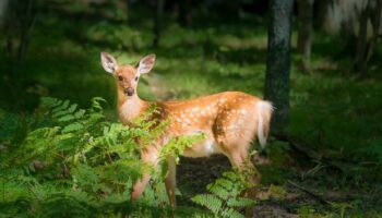 School worker fired and charged after 'illegal deer kill' on unsanctioned work break