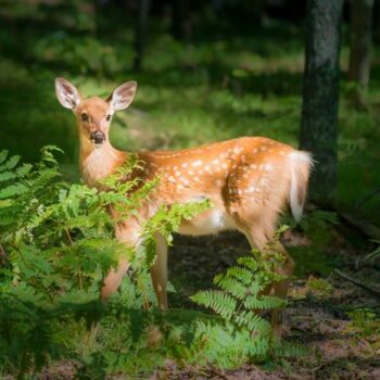 School worker fired and charged after 'illegal deer kill' on unsanctioned work break