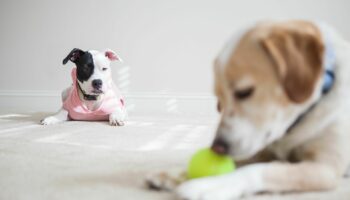 Sciences: Votre chien ou votre chat peuvent-ils être jaloux, comme les humains ?