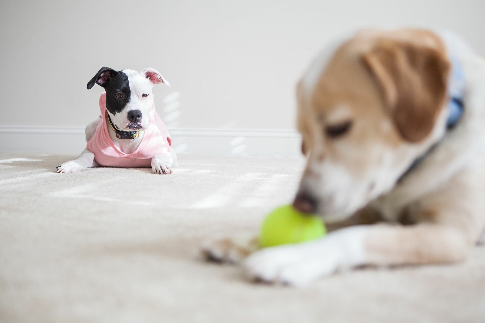 Sciences: Votre chien ou votre chat peuvent-ils être jaloux, comme les humains ?