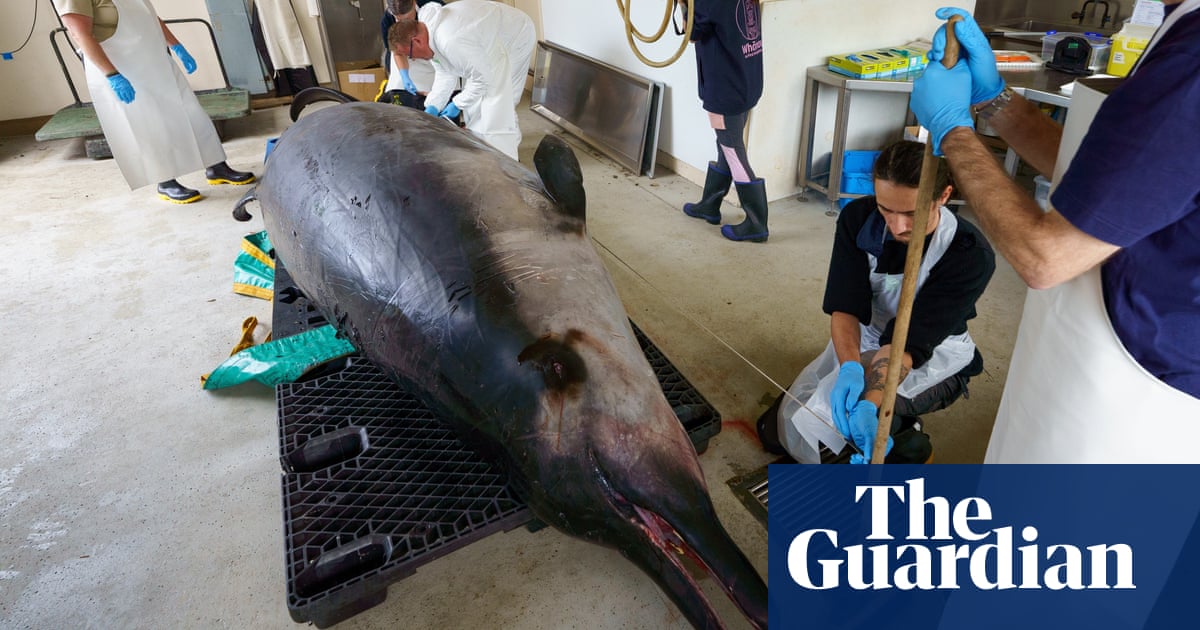 Scientists dissect ‘world’s rarest whale’ for clues on little-known species