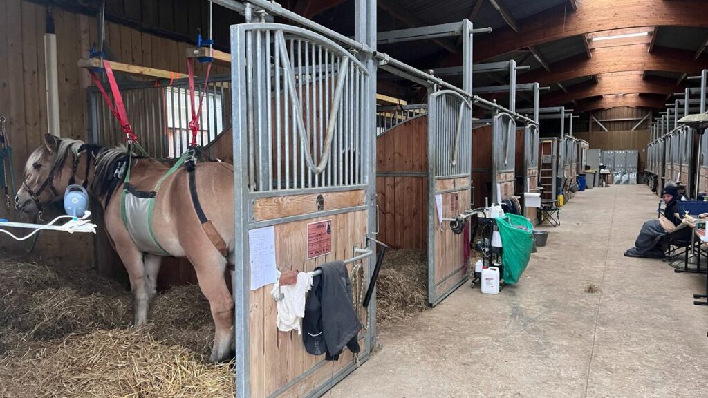 Sept foyers et déjà douze chevaux morts : la rhinopneumonie décime les écuries d’Île-de-France