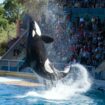 Spectacles de cétacés bientôt interdits : à Antibes, Marineland projette une «fermeture définitive» le 5 janvier