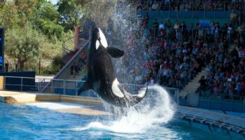 Spectacles de cétacés bientôt interdits : à Antibes, Marineland projette une «fermeture définitive» le 5 janvier