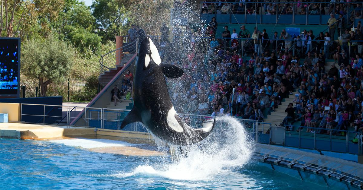 Spectacles de cétacés bientôt interdits : à Antibes, Marineland projette une «fermeture définitive» le 5 janvier