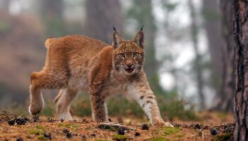 Suisse : un garde-chasse autorisé à abattre des loups se trompe d’espèce et tue trois lynx