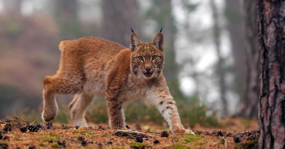 Suisse : un garde-chasse autorisé à abattre des loups se trompe d’espèce et tue trois lynx