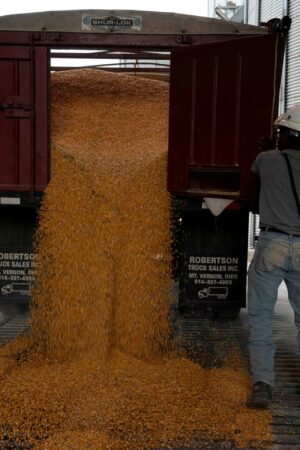 Sur le maïs OGM, le Mexique perd une manche face aux Etats-Unis