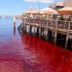 Sydney harbour water mysteriously turns blood red as locals fear the worst