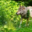 Für 2023 und 2024 standen zum Schutz vor Wolfsangriffen jeweils bis zu 7,5 Millionen Euro Fördermittel des Landes zur Verfügung.