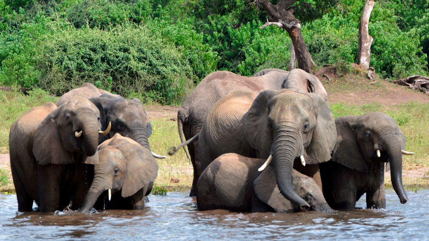 Elefanten trinken Wasser im Chobe-Nationalpark. (Archivbild) Foto: Charmaine Noronha/AP/dpa