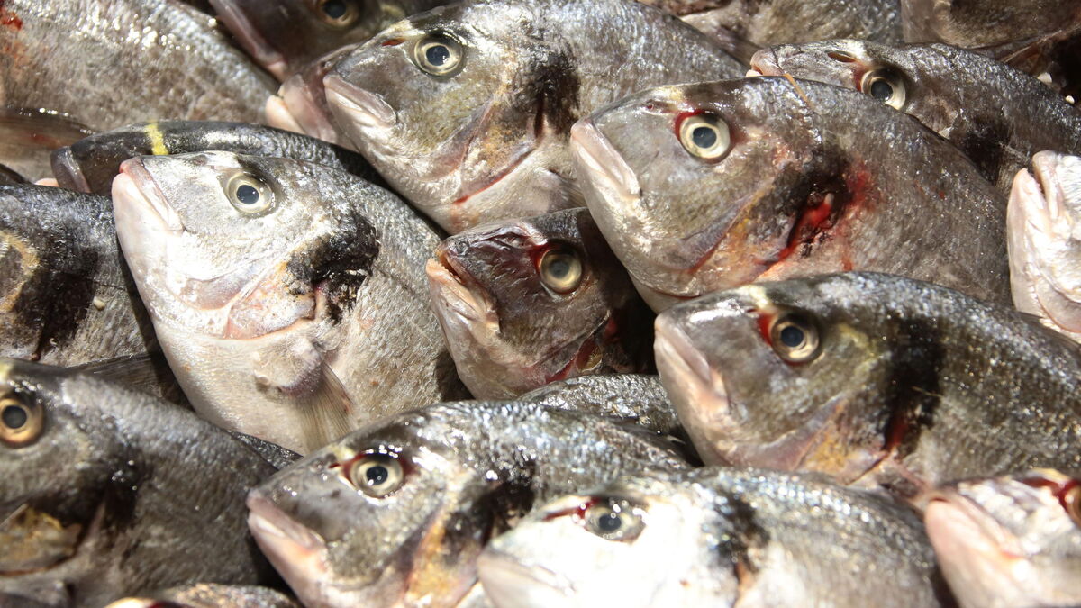 Trafic de stupéfiants : le « poissonnier de la cocaïne » retrouve la liberté grâce à une erreur de procédure